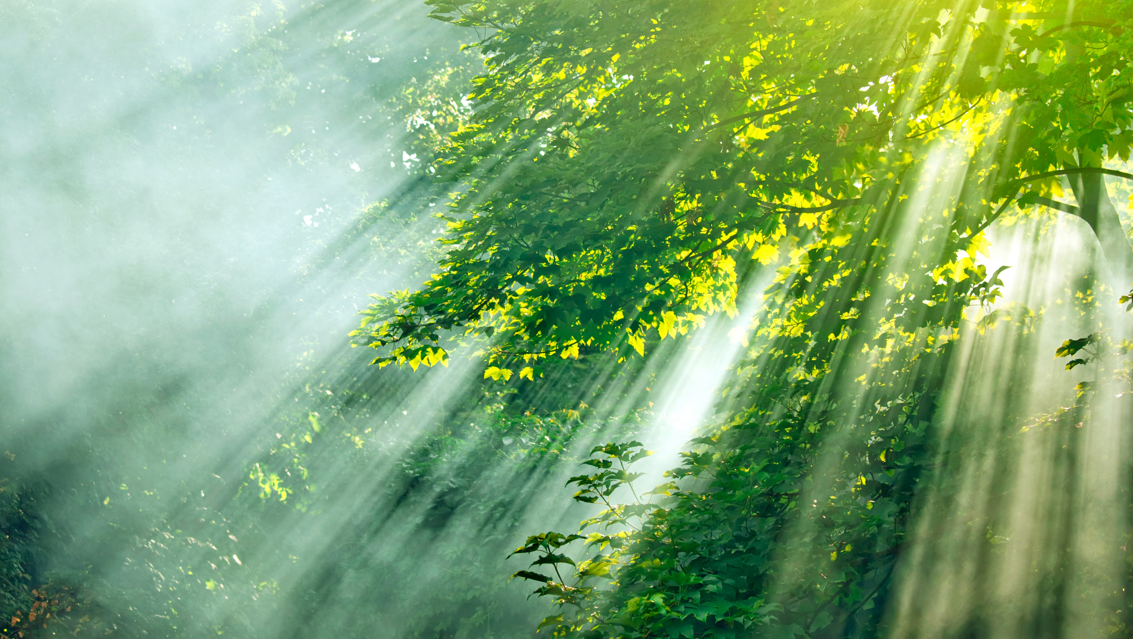 Nature scene symbolizing Man Mist experience — breathe deep, live bold with essential oil aromatherapy